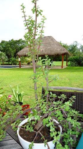 Puerto Aventuras Bed & Breakfast | B&B Mom's House