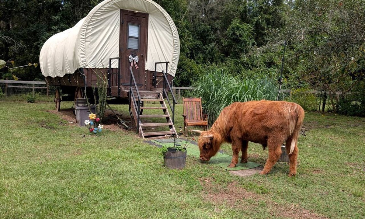 Putnam Hall Cabin | Soulful Glamping Experience with Highland Cows, Private Wagon & Nature in Melrose, Florida