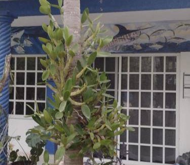 Punta Allen Bed & Breakfast | 28 m² Bed and breakfast ∙ 4 guests