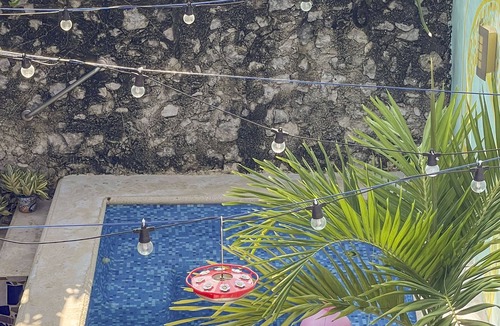 Colonia Independencia Apartment | Garden ArtSpace pets ok 1.5bdrm w/Alexa, bicycles, shared pool & grill, wifi