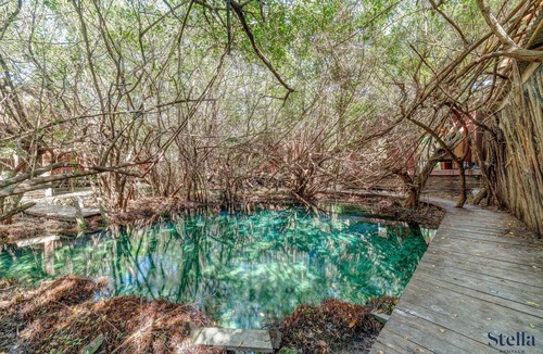 Zona Hotelera Apartment | NEW! Jungle Studio, Pool, 2 Cenotes, Beach 200m