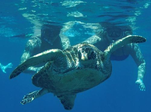 Sea Turtle Bungalow in Ormond Beach