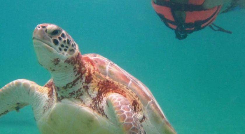 Photo of Others in Akumal