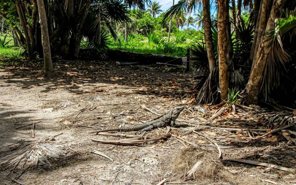 Photo of Others in Akumal