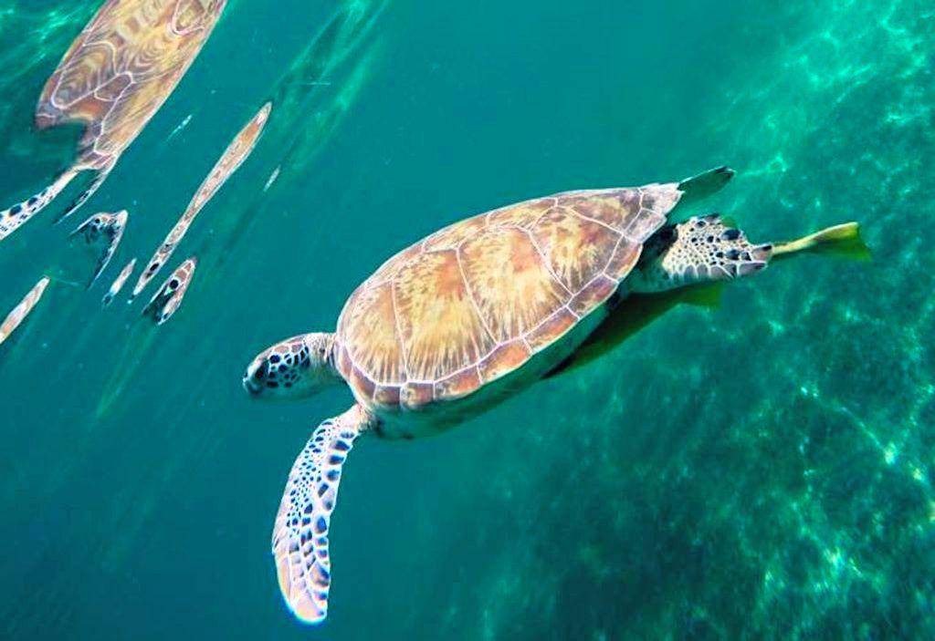 Photo of Others in Akumal