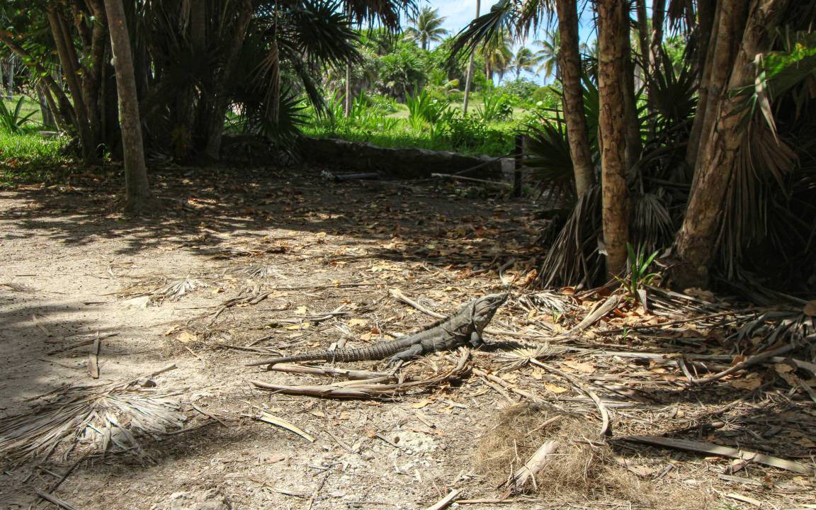 Photo of Others in Tulum