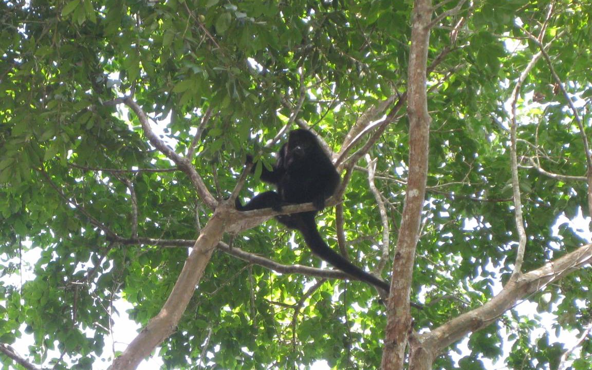 Photo of Others in Estero Franco