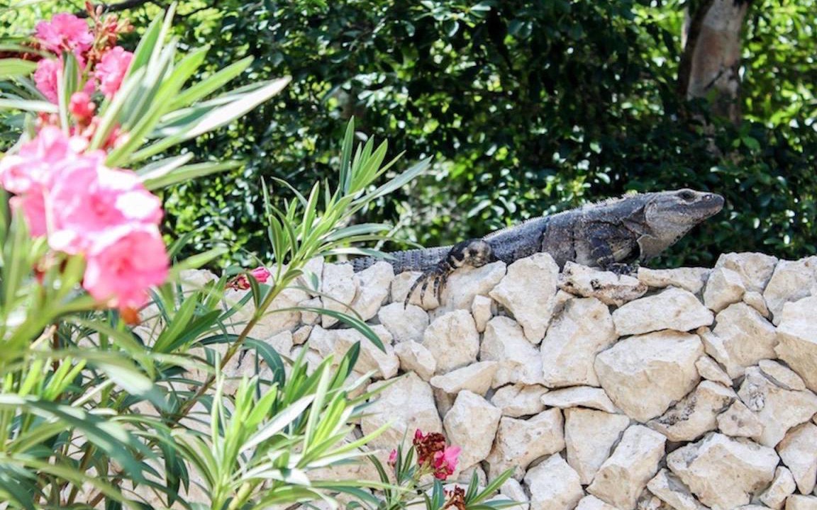 Photo of Others in Akumal