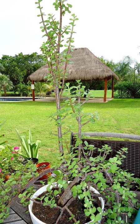 Photo of Others in Puerto Aventuras
