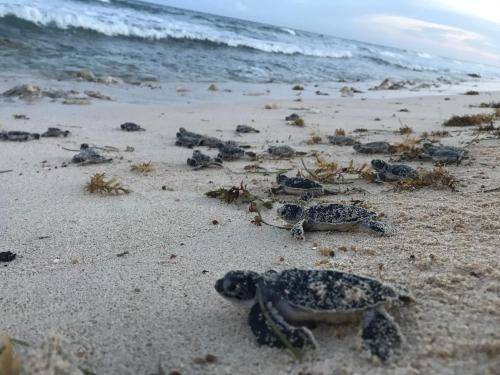 Photo of Others in Puerto Morelos