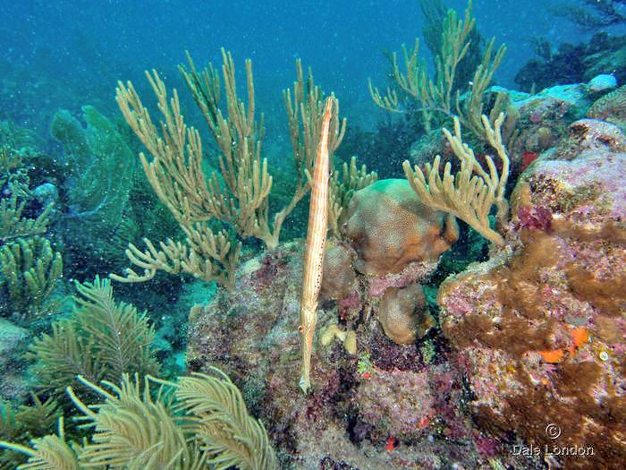 Photo of Outdoor in Akumal