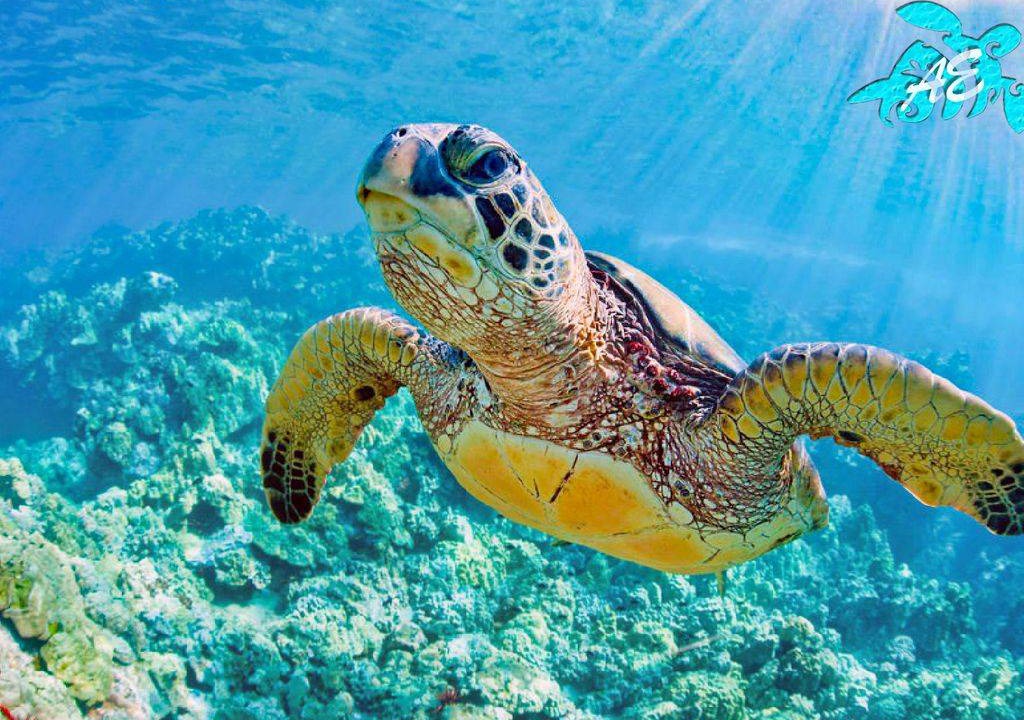 Photo of Outdoor in Akumal