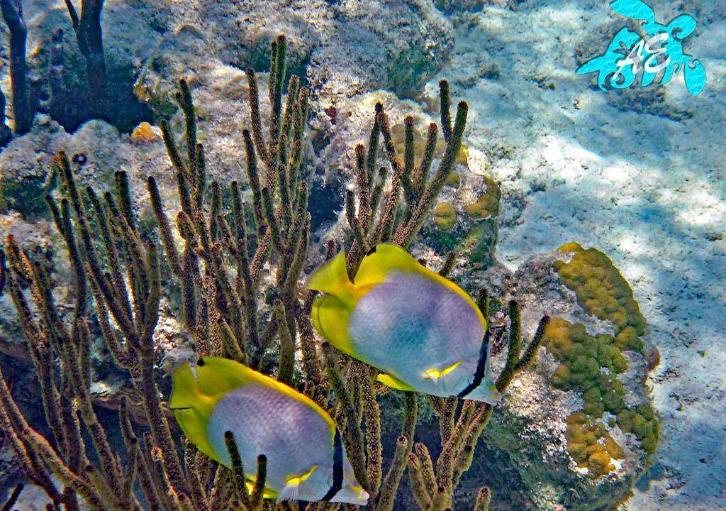 Photo of Outdoor in Akumal