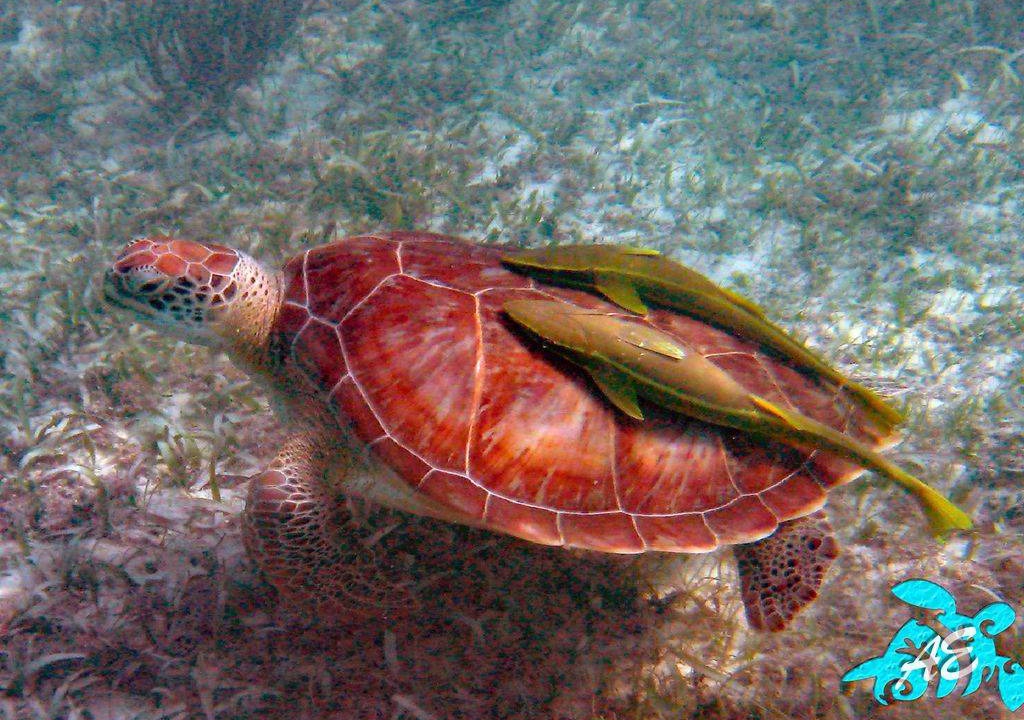 Photo of Others in Akumal