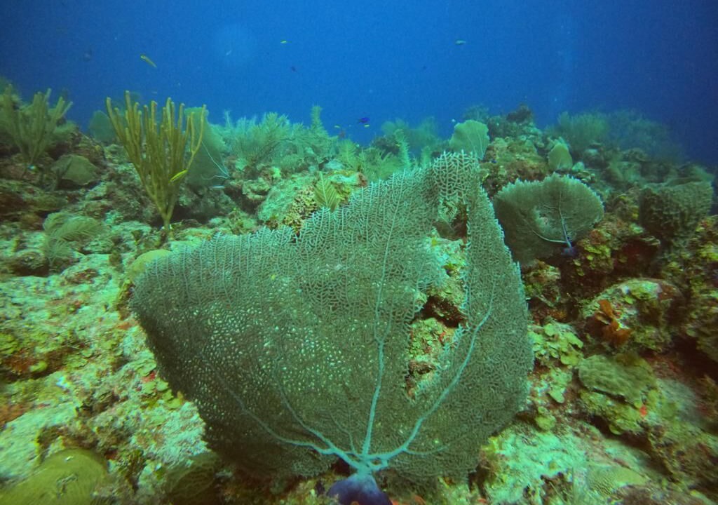 Photo of Others in Mahahual