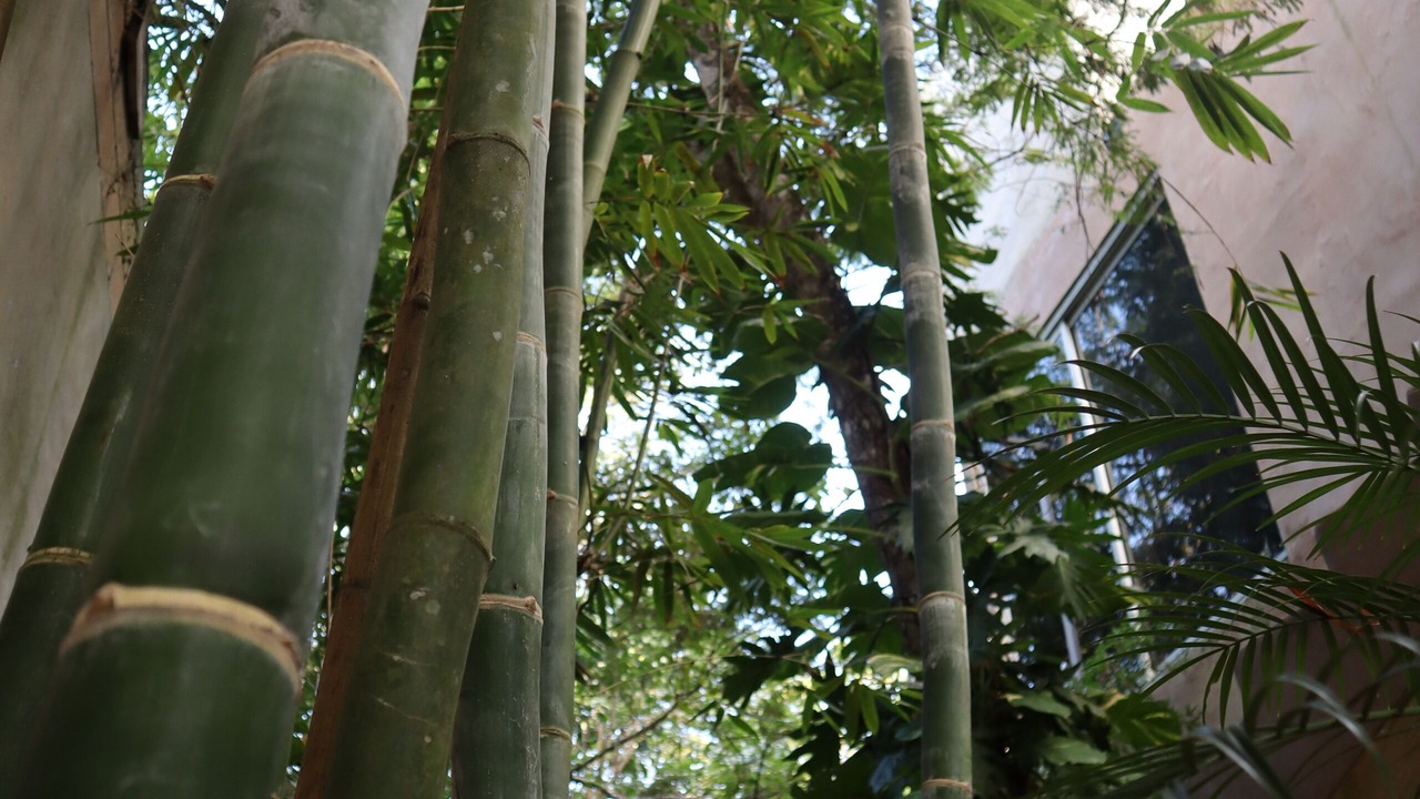 Photo of Outdoor in Benito Juarez