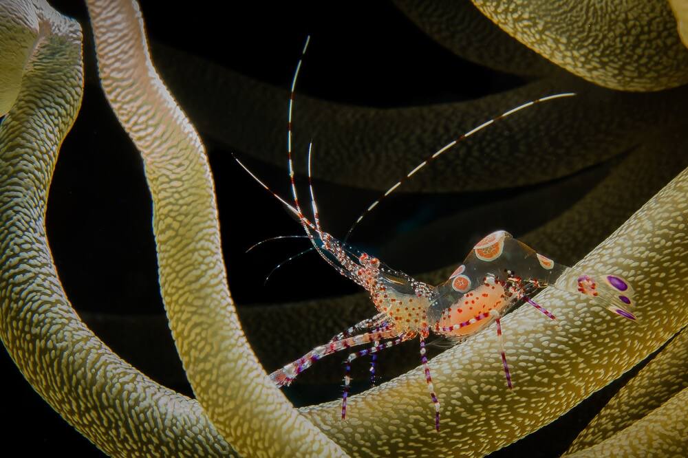 Photo of Others in Costa Maya