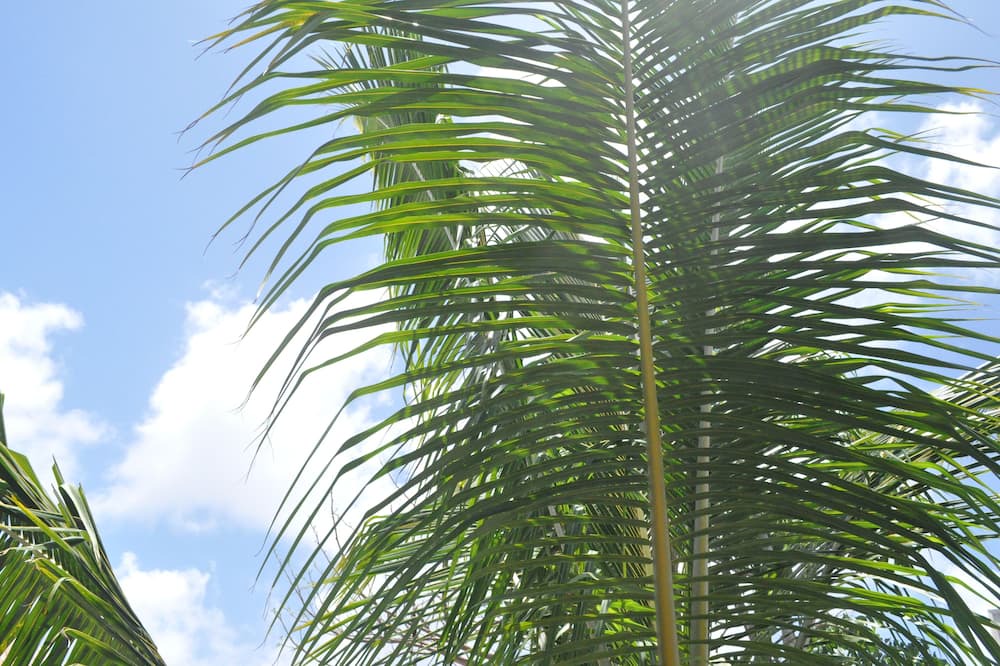 Photo of Outdoor in Majahual