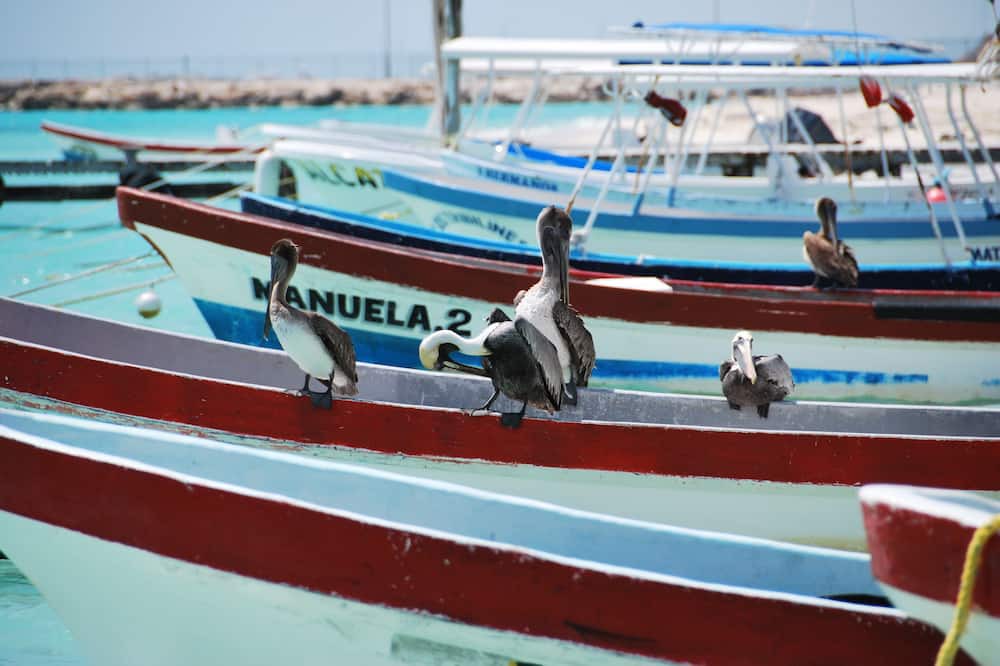 Photo of Others in Puerto Morelos