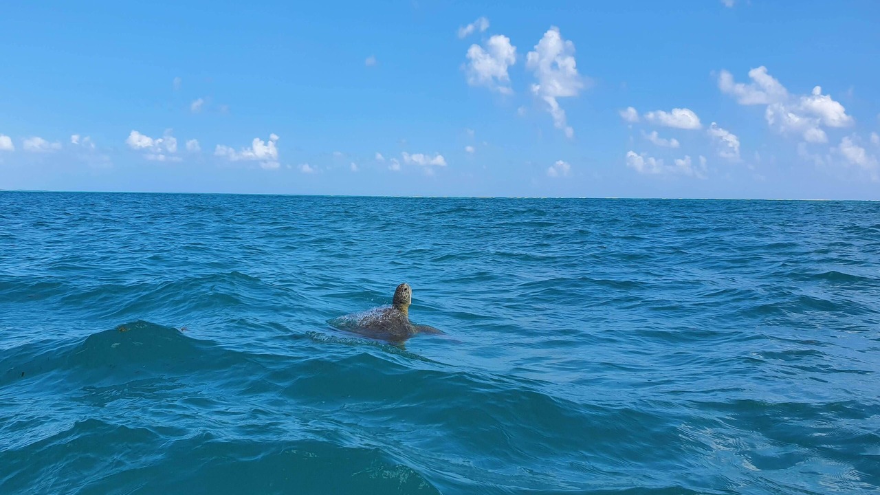 Photo of Others in Punta Allen