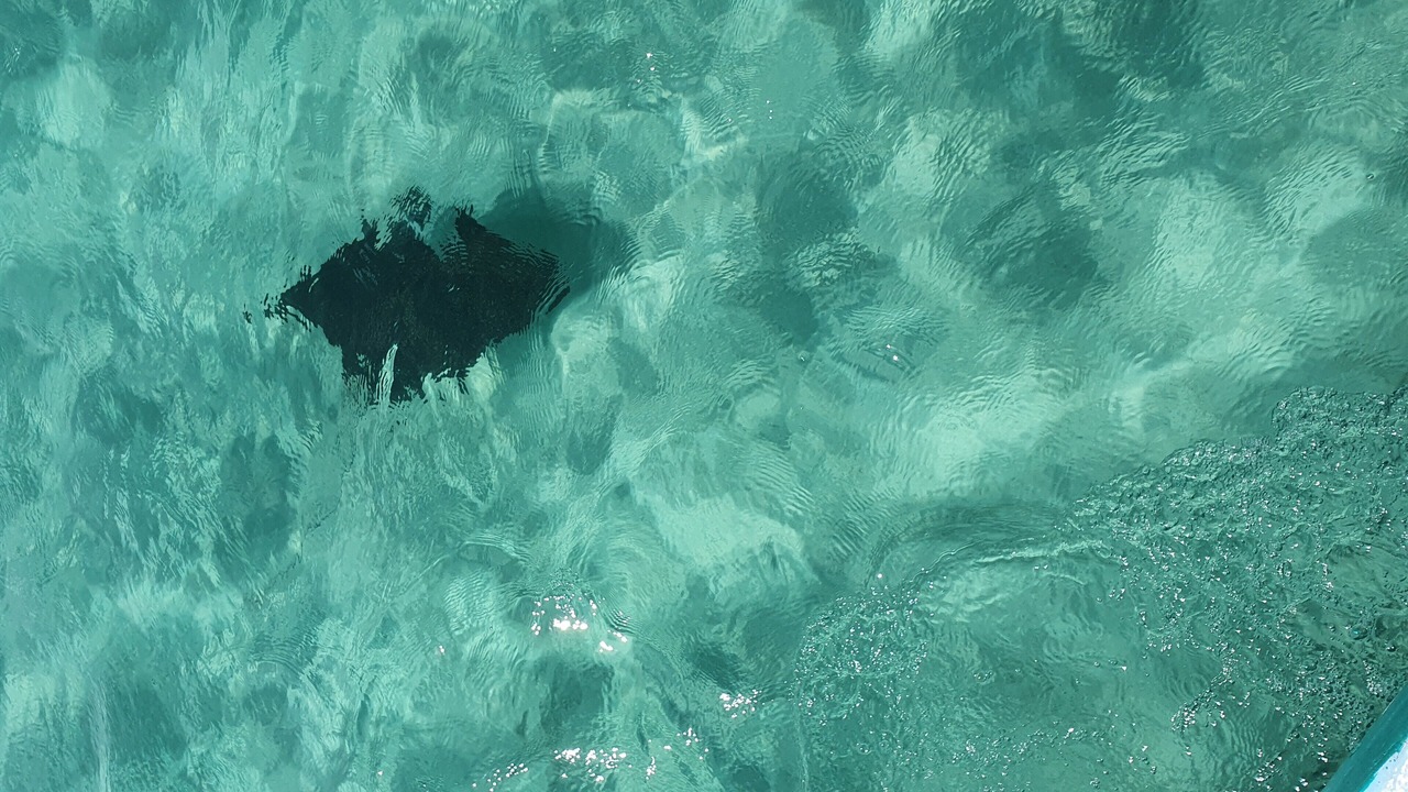 Photo of Others in Punta Allen