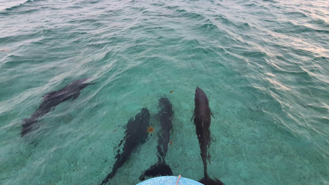 Photo of Others in Punta Allen
