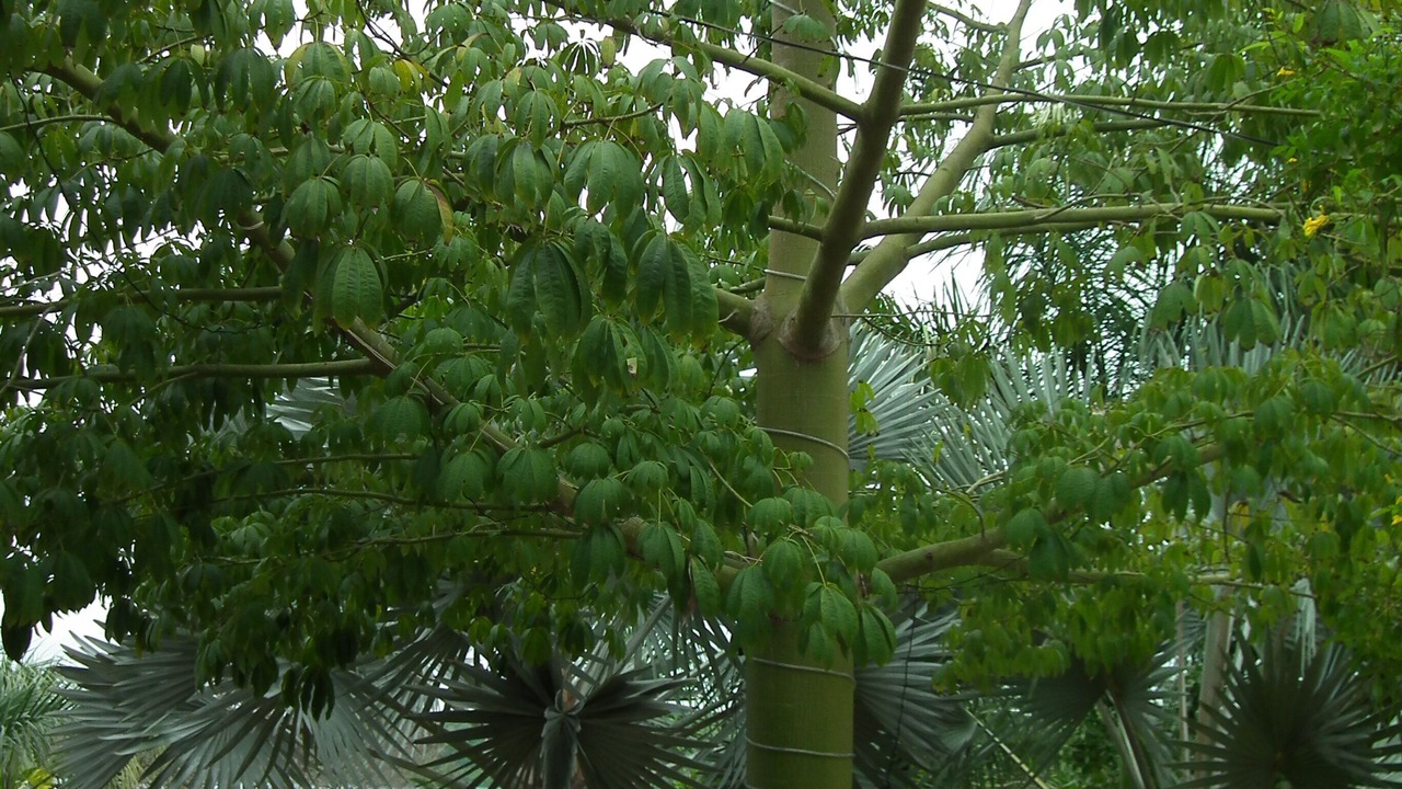 Photo of Outdoor in Xul-Ha