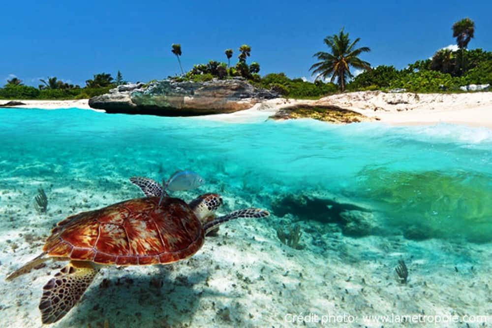 Photo of Others in Akumal