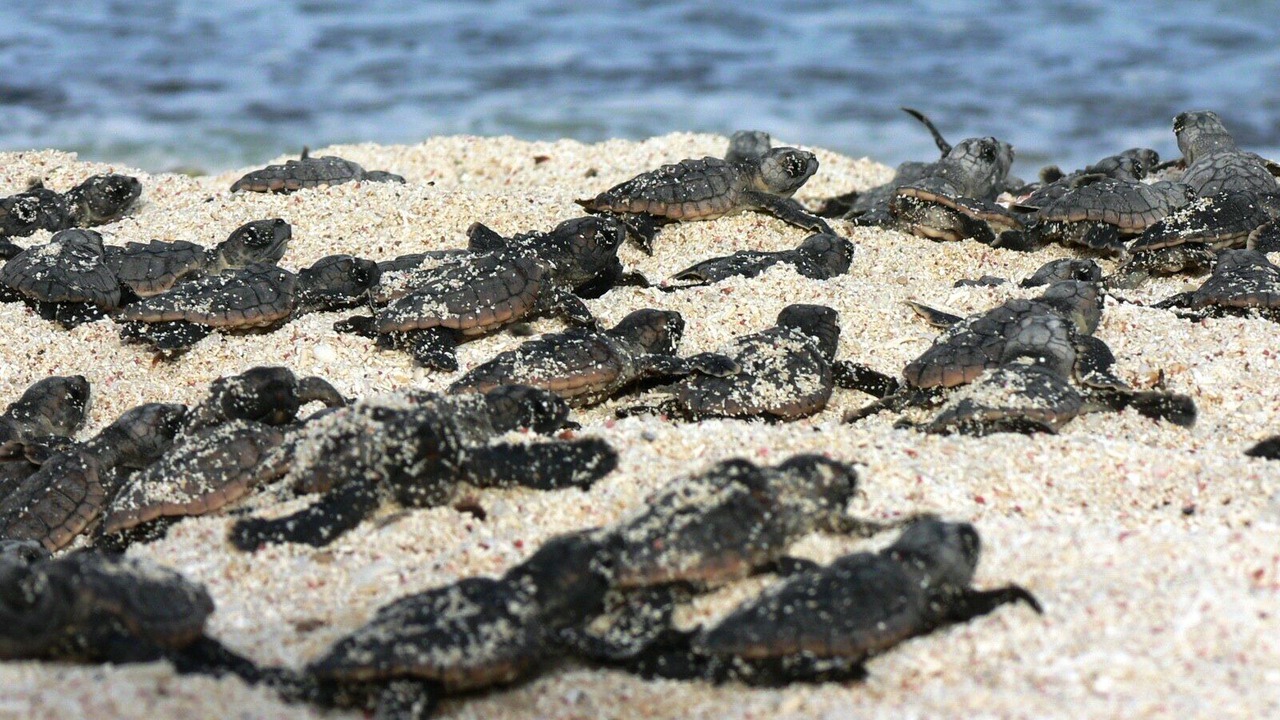 Photo of Outdoor in Akumal