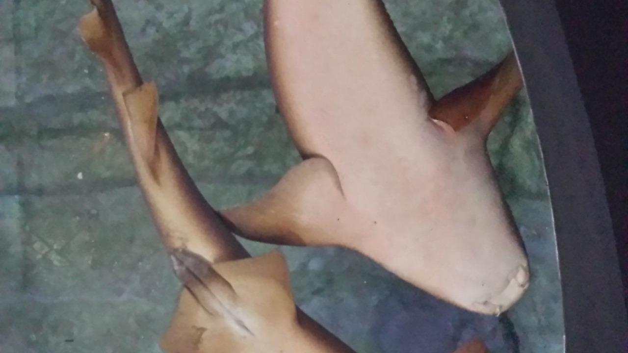 Photo of Others in Punta Cancun