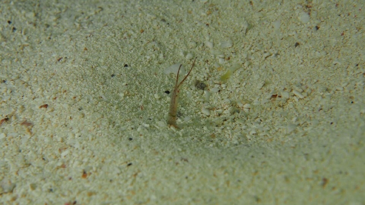 Photo of Others in San Miguel