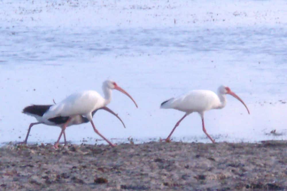 Photo of Others in Xcalak