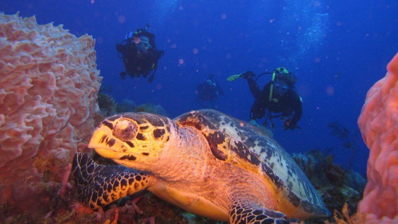 Photo of Others in Playacar Fase I