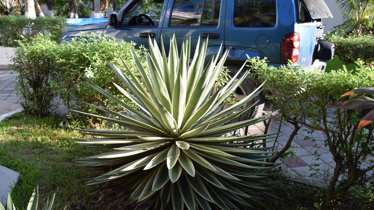 Photo of Outdoor in Alfredo V. Bonfil
