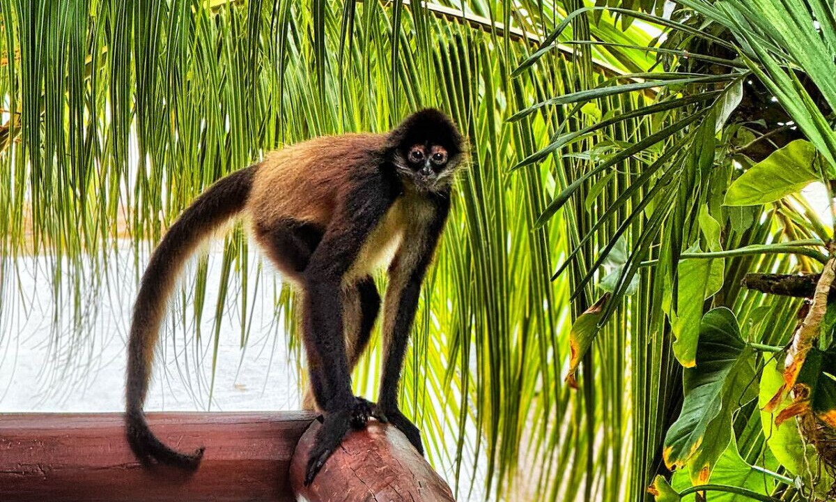 Photo of Others in Xcaret