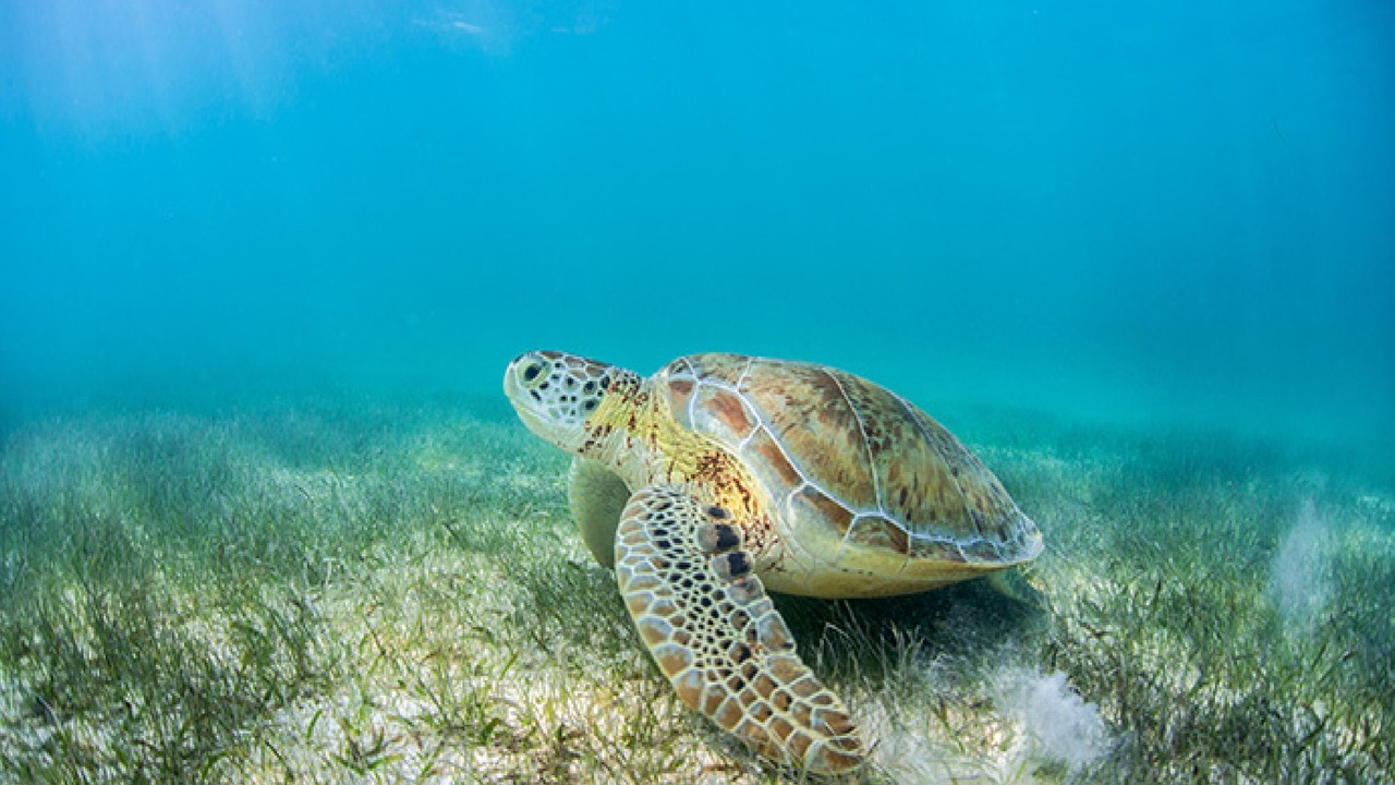 Photo of Others in Akumal