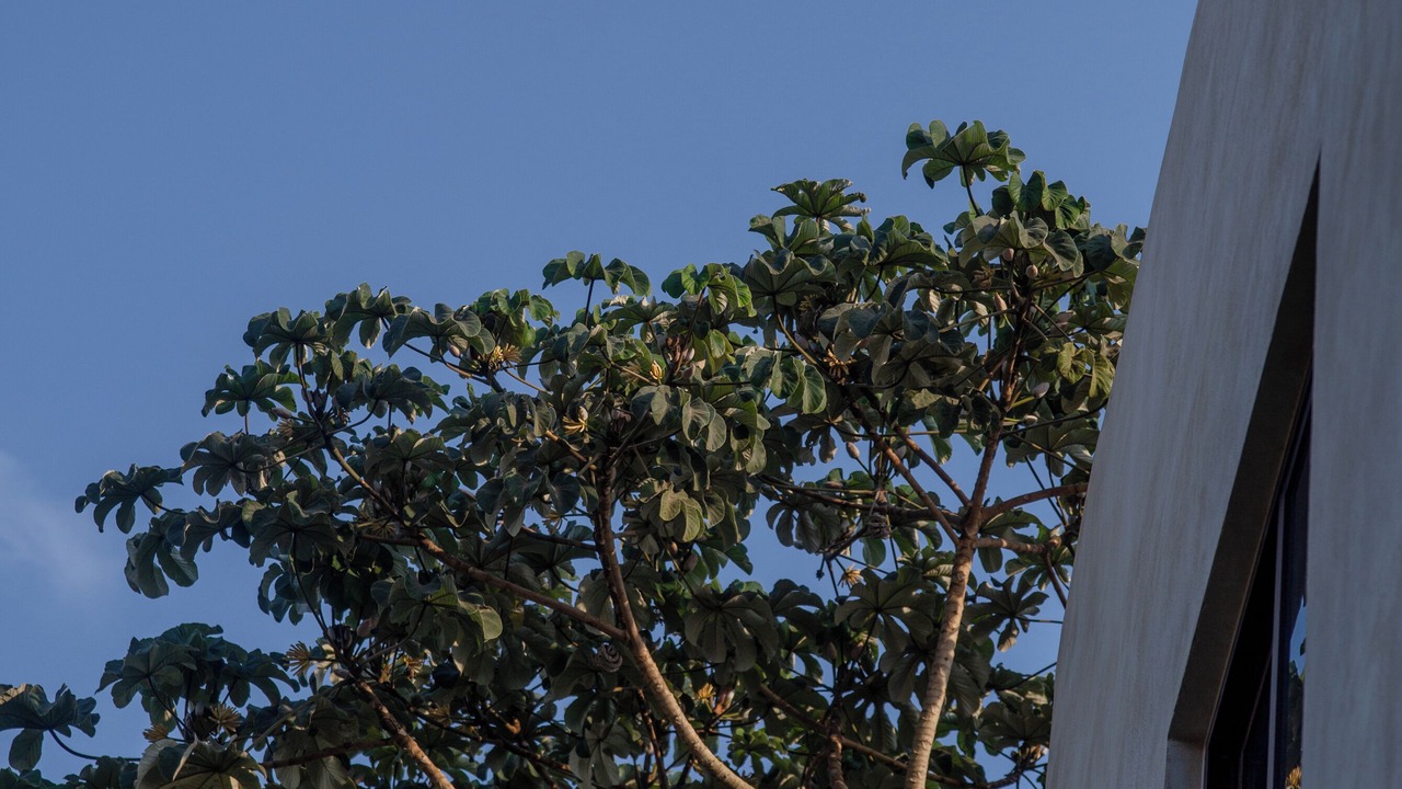 Photo of Outdoor in Buenavista