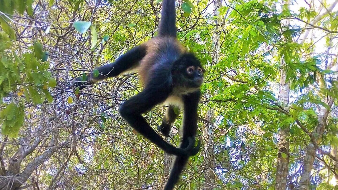 Photo of Outdoor in Akumal