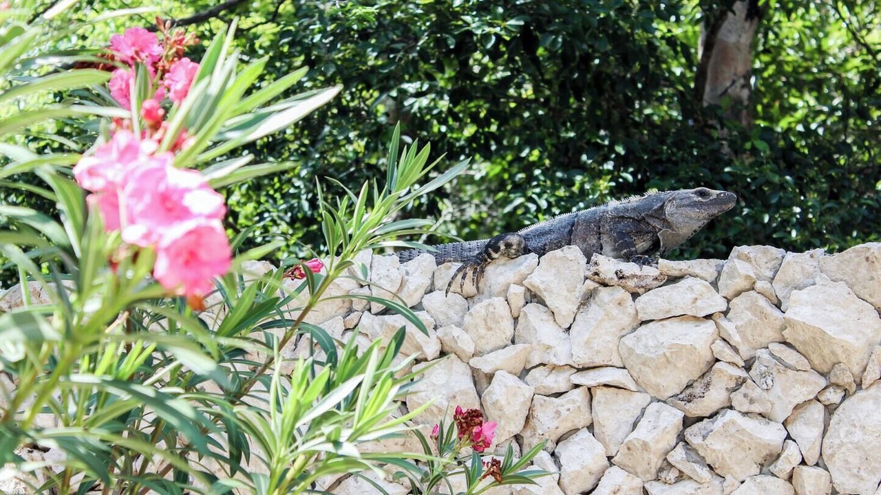 Photo of Outdoor in Akumal