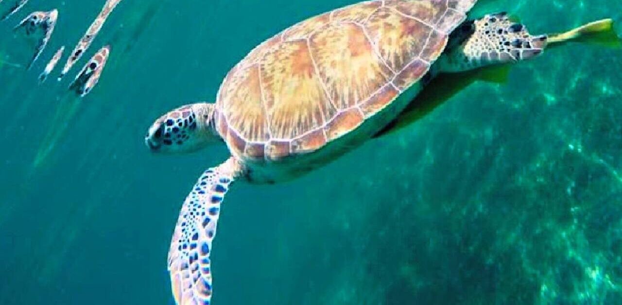 Photo of Others in Akumal