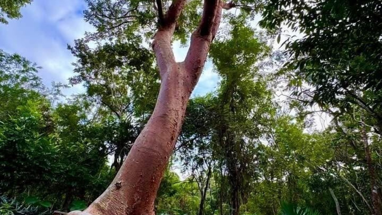 Photo of Outdoor in Cozumel