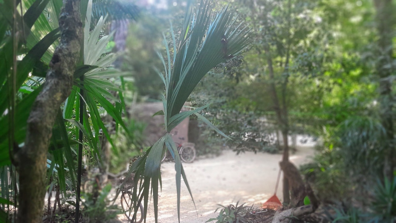 Photo of Outdoor in Macario Gomez