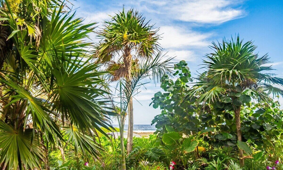 Photo of Outdoor in Akumal