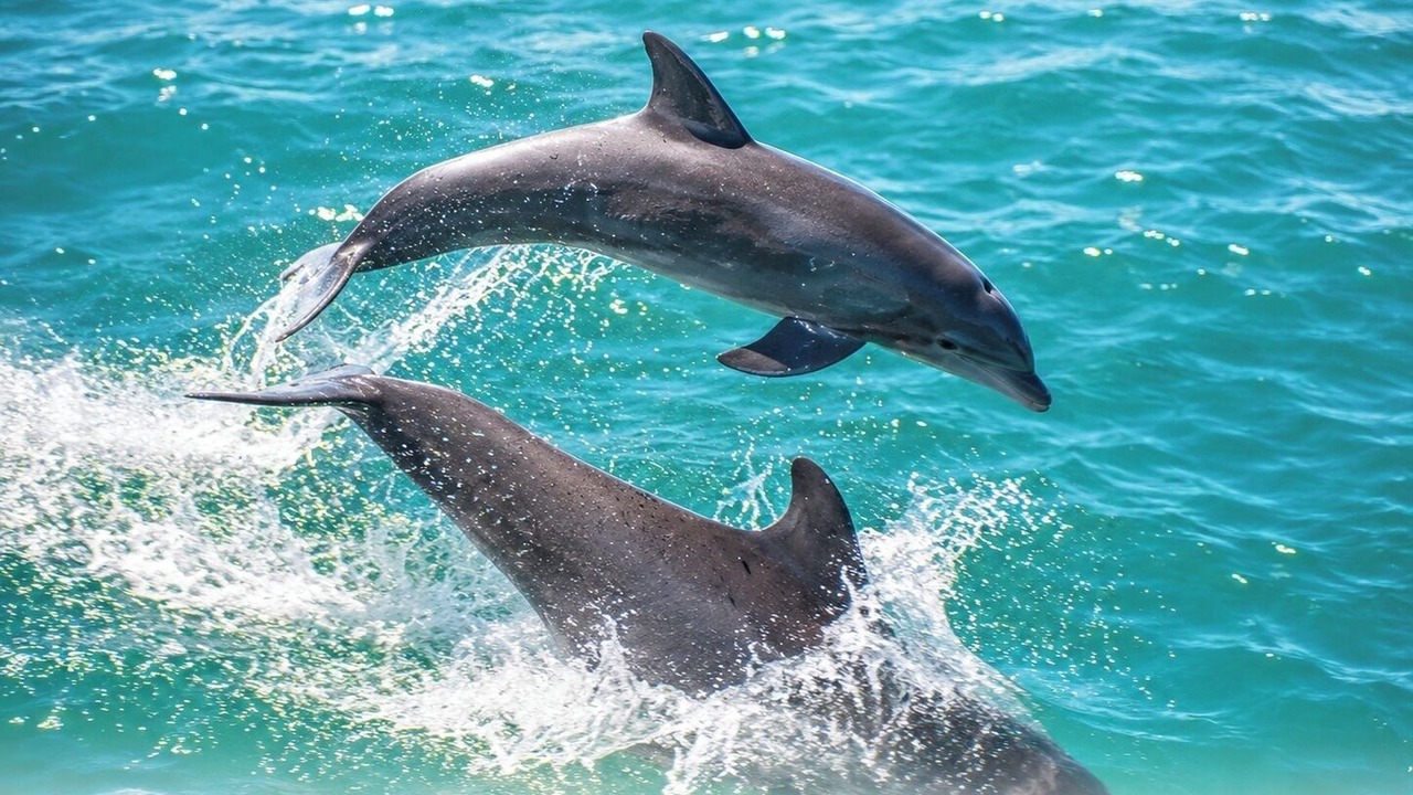 Photo of Others in Isla Aguada