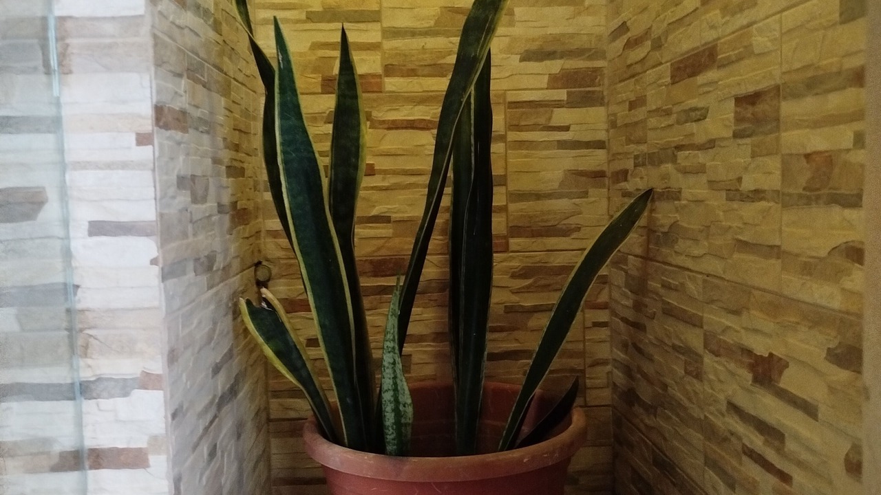Photo of Patio Balcony in Aguascalientes