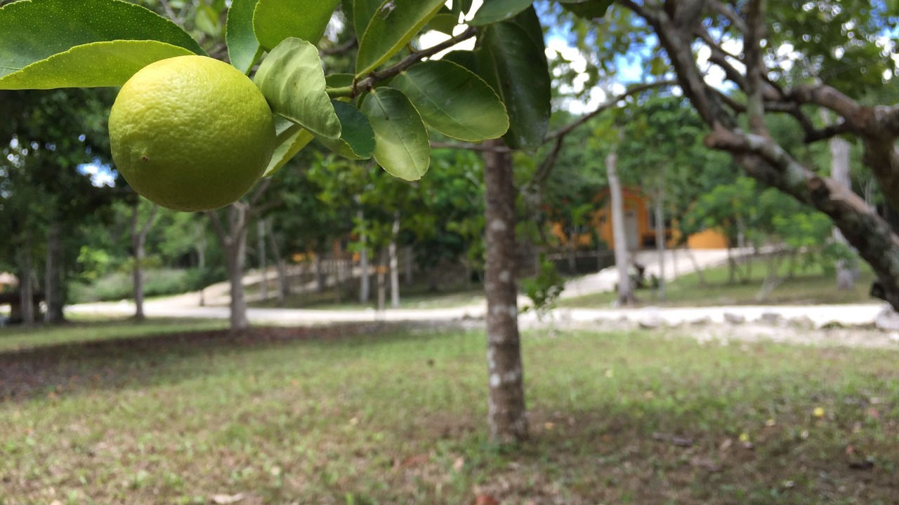 Photo of Outdoor in Xpujil