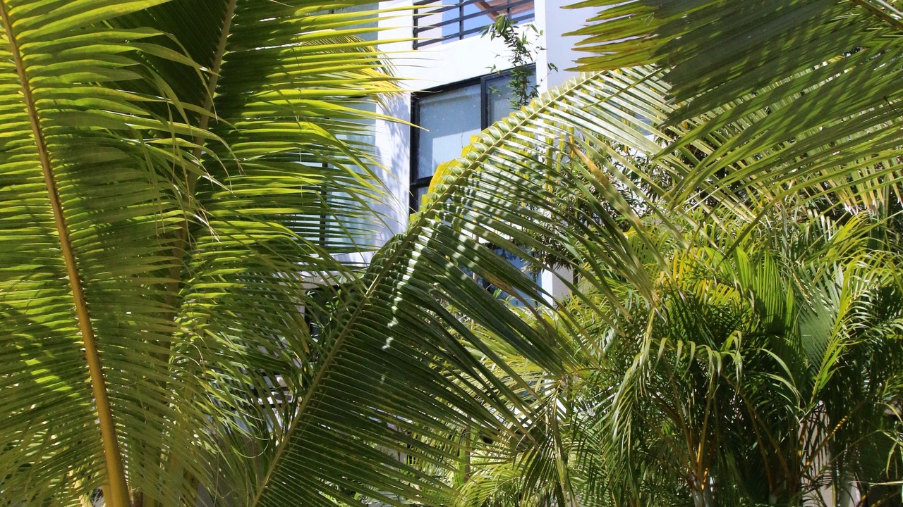 Photo of Others in Akumal