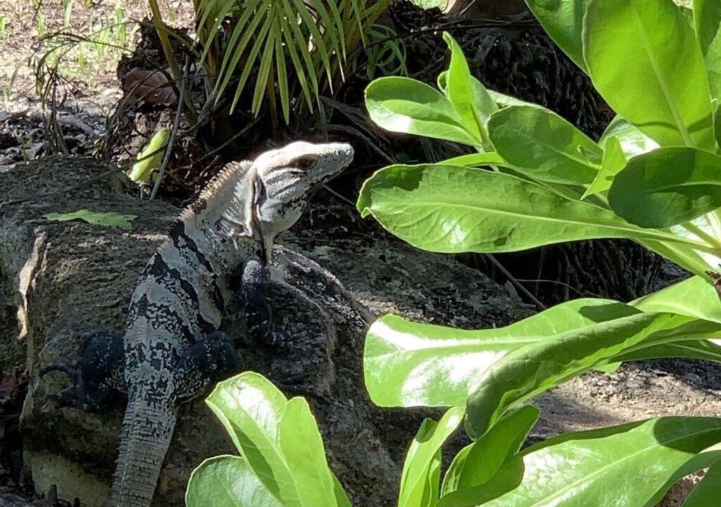 Photo of Outdoor in Puerto Aventuras