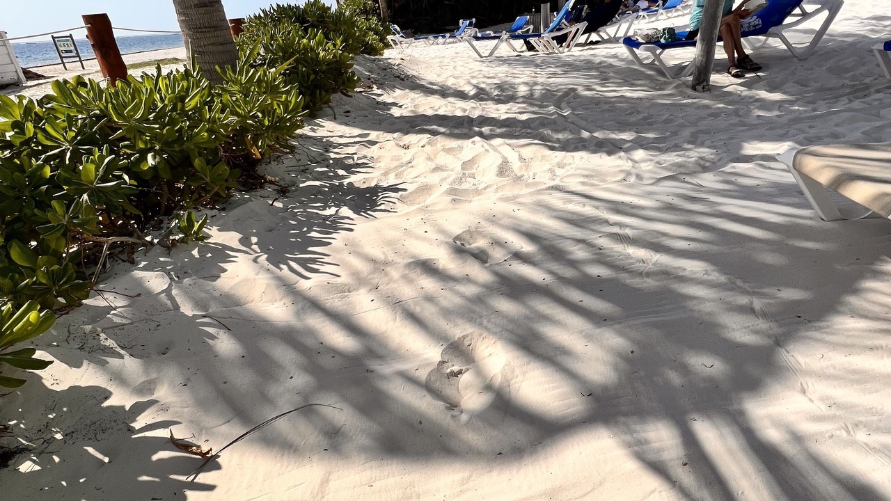Photo of Others in Puerto Morelos