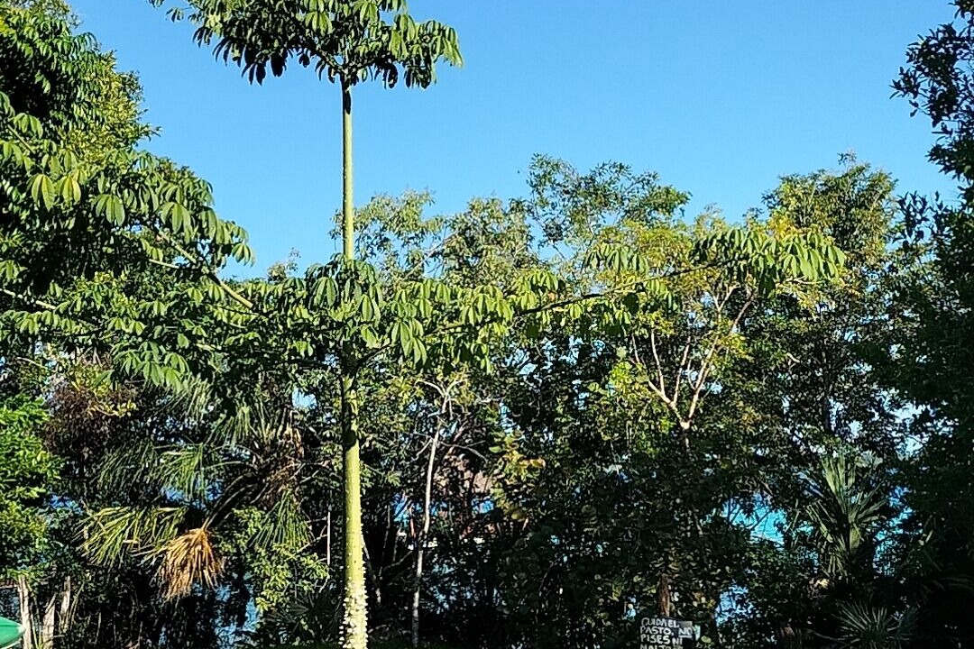 Photo of Outdoor in Bacalar
